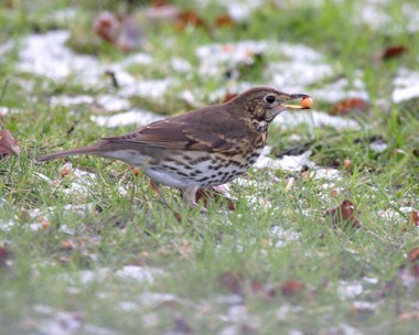 songthrush5 Song Thrush Ruthin, North Wales