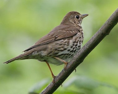 songthrush6 Song Thrush Ballasalla, Isle of Man
