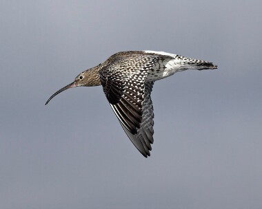 curlew20070303 Curlew Langness, Isle of Man