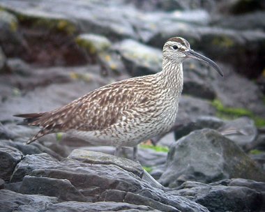 whimbrel4 Whimbrel Langness, Isle of Man