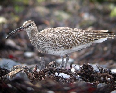 whimbrelcomp Whimbrel Langness, Isle of Man