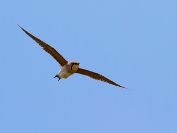Oriental Pratincole