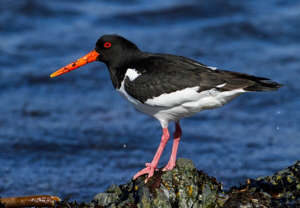 Oystercatcher