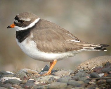 Ringed Plover Ringed Plover Point of Ayre, Isle of Man