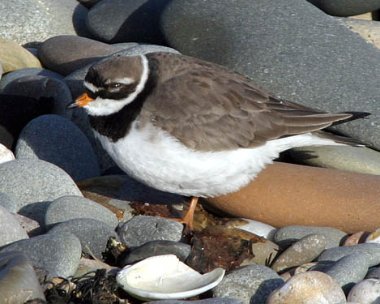 ringedplover1 Ringed Plover Point of Ayre, Isle of Man