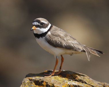 ringedplover140707 Ringed Plover Derbyhaven, Isle of Man