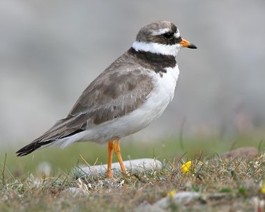 ringedplover2 Ringed Plover Point of Ayre, Isle of Man