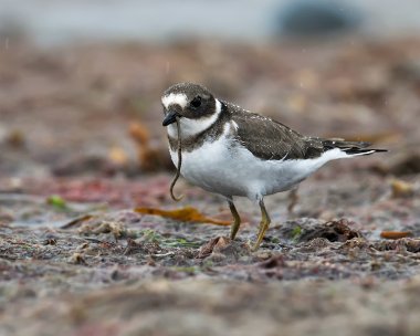 ringedplover230308c Ringed Plover Smeale, Isle of Man