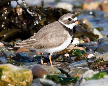 ringedplover3 Ringed Plover Derbyhaven, Isle of Man