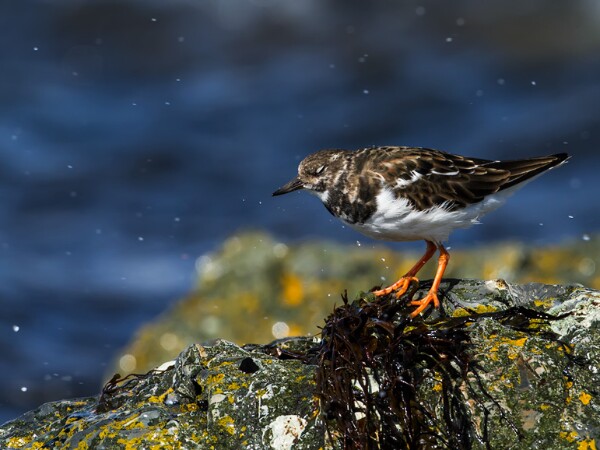 Turnstone