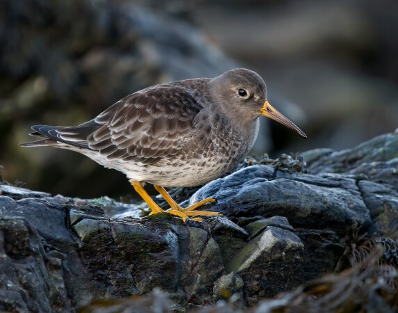 Purple Sandpiper