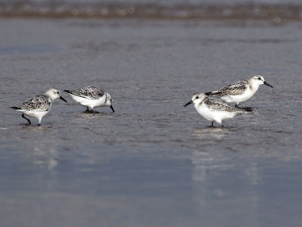Small Waders
