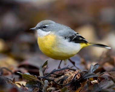 greywagtail261025 Grey Wagtail Port Soderick, Isle of Man