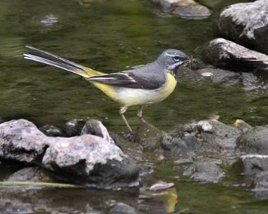 greywagtail5 Grey Wagtail Castletown, Isle of Man