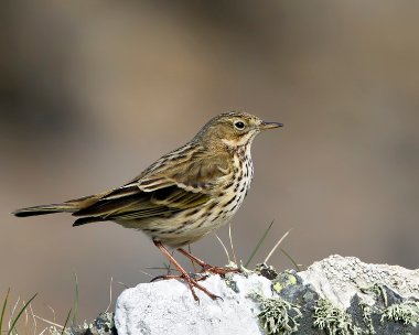 meadowpipit030410 Meadow Pipit Fort Island, Isle of Man