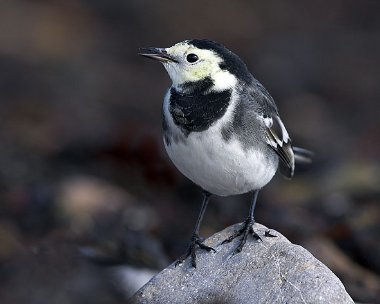 piedwagtail19 Pied Wagtail Derbyhaven, Isle of Man