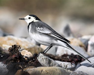 piedwagtail20 Pied Wagtail Derbyhaven, Isle of Man
