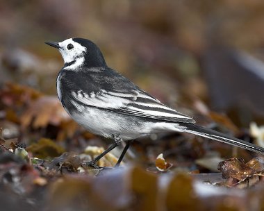 piedwagtail21 Pied Wagtail Derbyhaven, Isle of Man