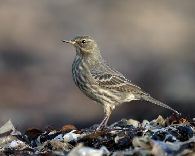 rockpipit171025 Rock Pipit Derbyhaven, Isle of Man