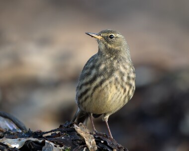 rockpipit171025tc Rock Pipit Derbyhaven, Isle of Man