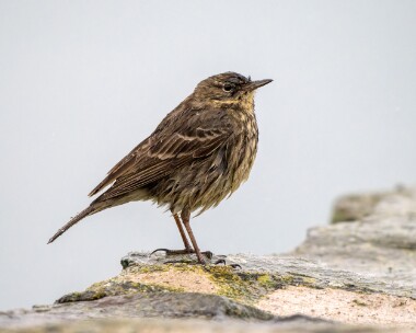 rockpipit210226 Rock Pipit Peel, Isle of Man