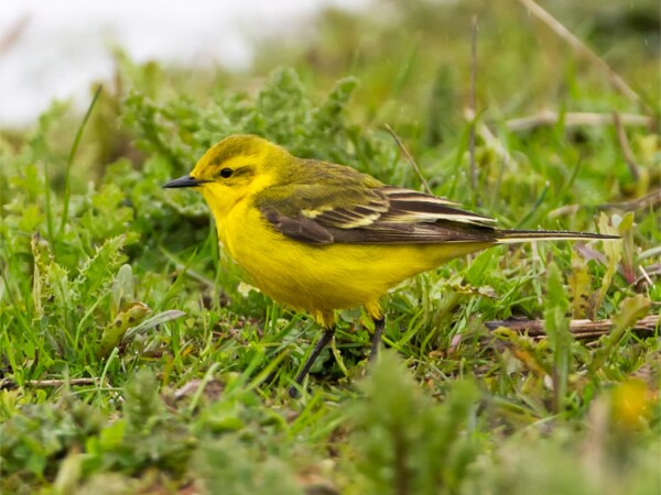 Yellow Wagtail