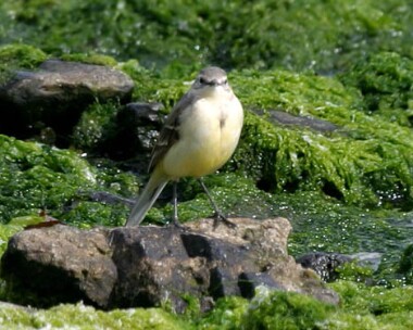 yellowwagtail2 Yellow Wagtail Derbyhaven, Isle of Man