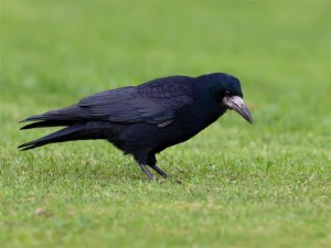 Crows_Shrikes