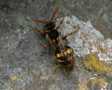 Marshamsnomad040525 Marsham's Nomad Bee Douglas, Isle of Man