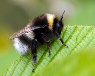 bufftailedbbee200725 Buff-tailed Bumblebee Ballanette, Isle of Man