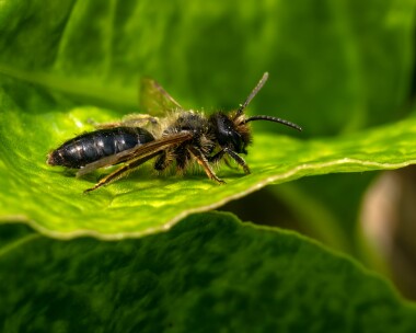 chocminingbee060625 Chocolate Mining Bee Derbyhaven, Isle of Man