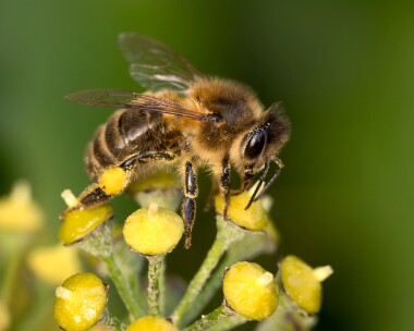honeybee081125 Honey Bee Douglas, Isle of Man