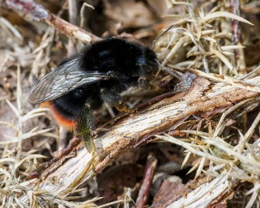 redtailedbumblebee020424 Red-tailed Bumblebee Kelling, Norfolk