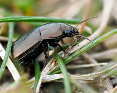 beetle010423 Ground Beetle Ballaghennie, Isle of Man