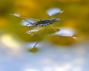 commonpondskater160524 Common pond skater Bloxworth, Dorset