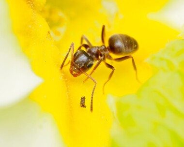 gardenant020524 Garden Ant Douglas, Isle of Man
