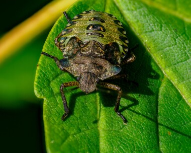 redleggedshieldbug280624 Red-legged Shieldbug Doddington, Kent