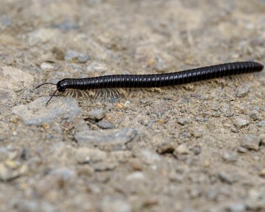 whiteleggedsnakedmillipede020624 White legged Snaked Millipede Kilabrega, Isle of Man