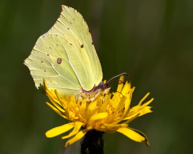 brimstone030825 Brimstone Arnside, Cumbria