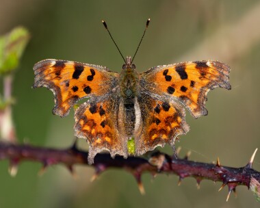 comma210326 Comma Ballanette, Isle of Man