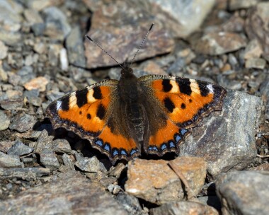 smalltort270822 Small Tortoiseshell Kilabrega, Isle of Man