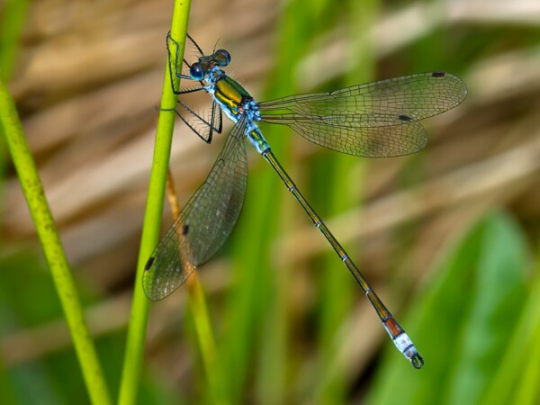 Emerald Damselfly