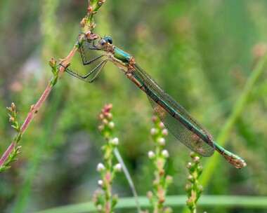 emerald050725 Emerald Damselfly Stoney Mountain, Isle of Man