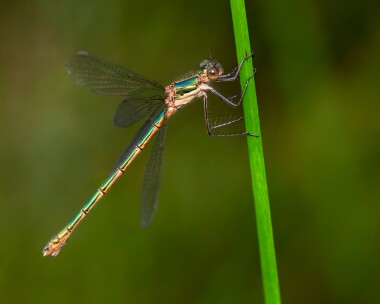 emeralddam290723b Emerald Damselfly Stoney Mountain, Isle of Man