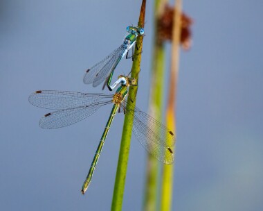 emeralddamselfly070821 Emerald Damselfly Tholt-y-will, Isle of Man