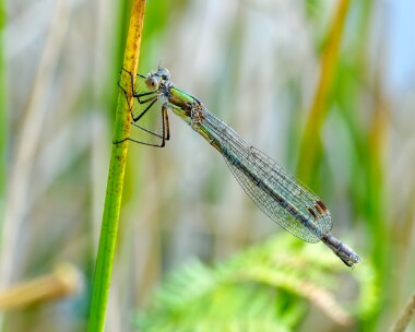 emeralddamselfly210923 Emerald Damselfly Dersingham Bog, Norfolk