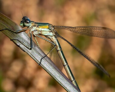 emeralddamselfly240922b Emerald Damselfly Stoney Mountain, Isle of Man