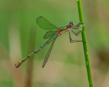 emeralddamselfly250623 Emerald Damselfly Boat of Garten, Scotland