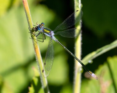 emeralddamselfly310722 Emerald Damselfly Archallagan, Isle of Man