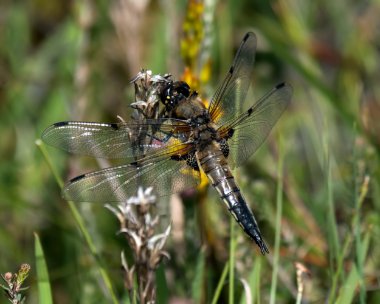 4spot060720 Four Spotted Chaser Stoney Mountain, Isle of Man